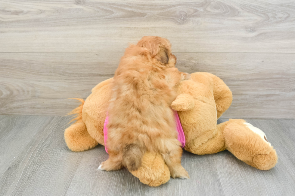 Shih Pom Pup Being Cute