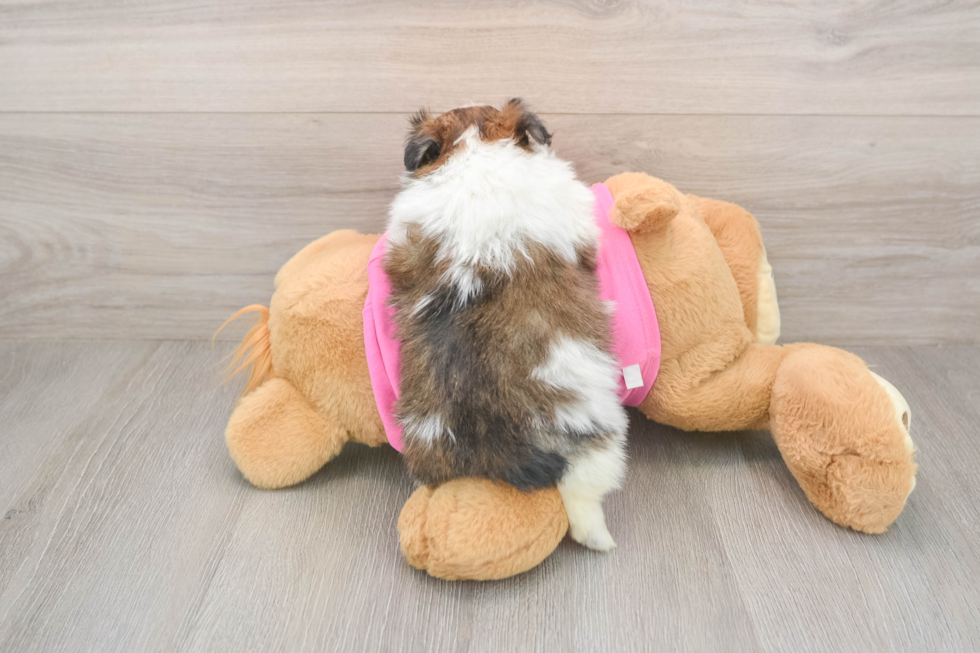 Shih Pom Pup Being Cute