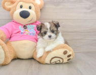6 week old Shih Pom Puppy For Sale - Simply Southern Pups