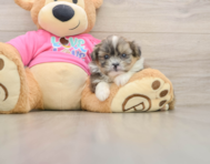 5 week old Shih Pom Puppy For Sale - Simply Southern Pups