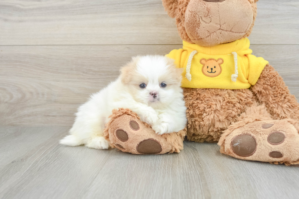 Shih Pom Puppy for Adoption