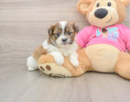 5 week old Shih Pom Puppy For Sale - Simply Southern Pups