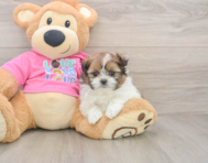 5 week old Shih Pom Puppy For Sale - Simply Southern Pups