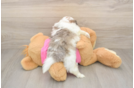 Shih Pom Puppy for Adoption