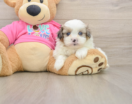 5 week old Shih Pom Puppy For Sale - Simply Southern Pups