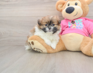 5 week old Shih Pom Puppy For Sale - Simply Southern Pups
