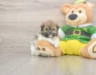 5 week old Shih Pom Puppy For Sale - Simply Southern Pups