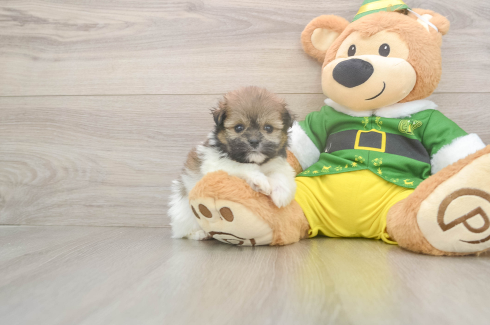 5 week old Shih Pom Puppy For Sale - Simply Southern Pups