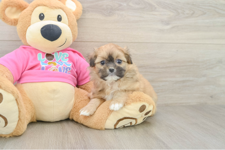 Cute Shih Pom Baby