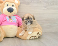 5 week old Shih Pom Puppy For Sale - Simply Southern Pups
