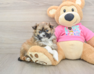 5 week old Shih Pom Puppy For Sale - Simply Southern Pups