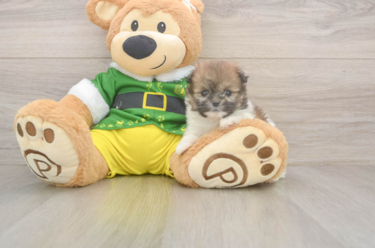 Fluffy Shih Pom Designer Pup