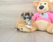 5 week old Shih Pom Puppy For Sale - Simply Southern Pups