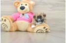 Hypoallergenic Pomtzu Designer Puppy