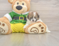 5 week old Shih Pom Puppy For Sale - Simply Southern Pups