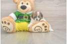 Petite Shih Pom Designer Pup