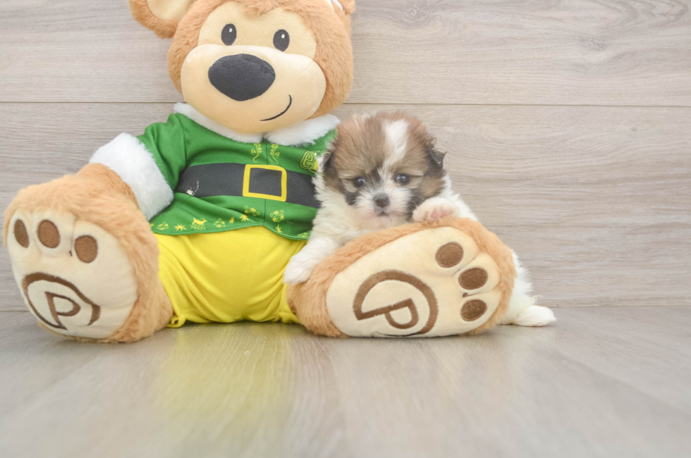 5 week old Shih Pom Puppy For Sale - Simply Southern Pups