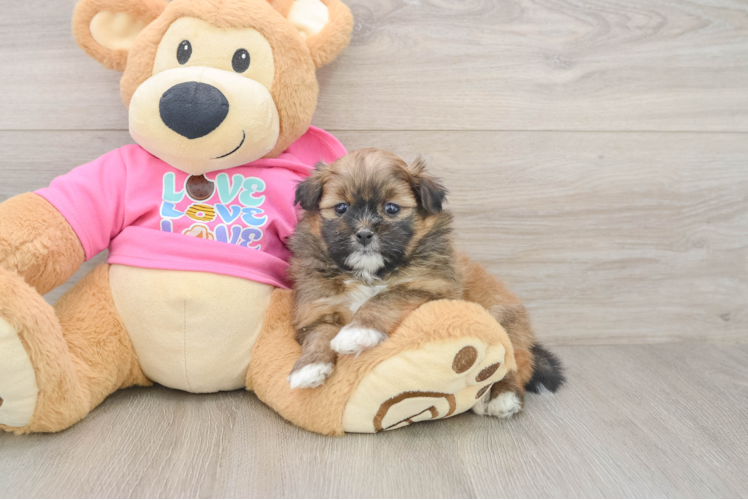 Best Shih Pom Baby