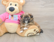 8 week old Shih Pom Puppy For Sale - Simply Southern Pups