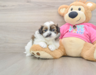 8 week old Shih Pom Puppy For Sale - Simply Southern Pups
