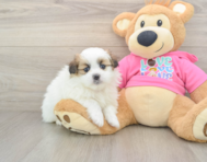 5 week old Shih Pom Puppy For Sale - Simply Southern Pups