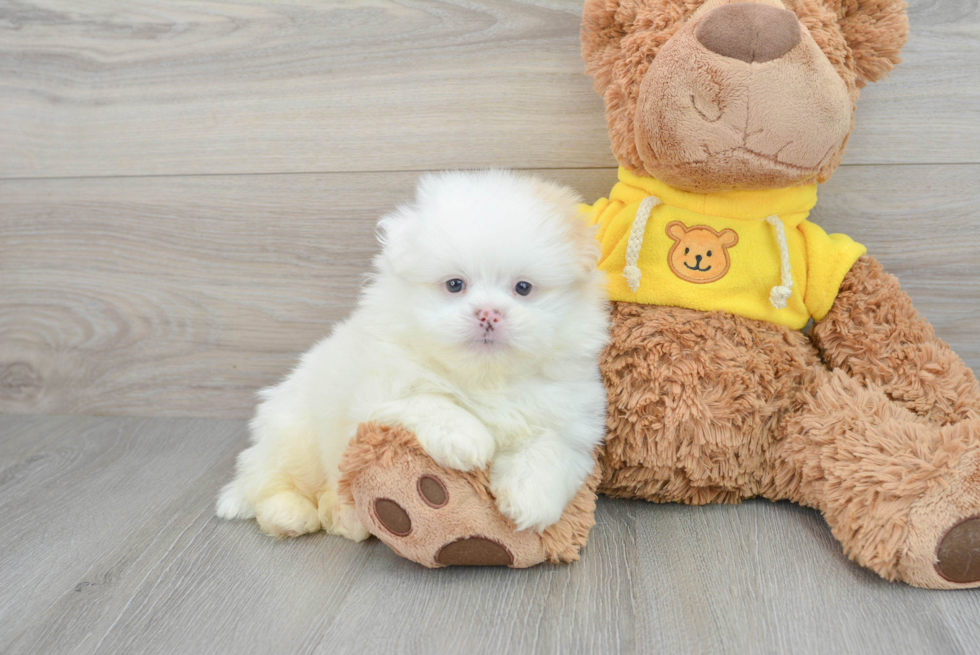 Shih Pom Pup Being Cute