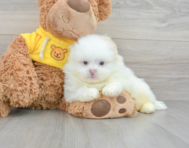 7 week old Shih Pom Puppy For Sale - Simply Southern Pups