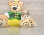 5 week old Shih Pom Puppy For Sale - Simply Southern Pups