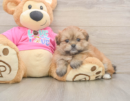 5 week old Shih Pom Puppy For Sale - Simply Southern Pups