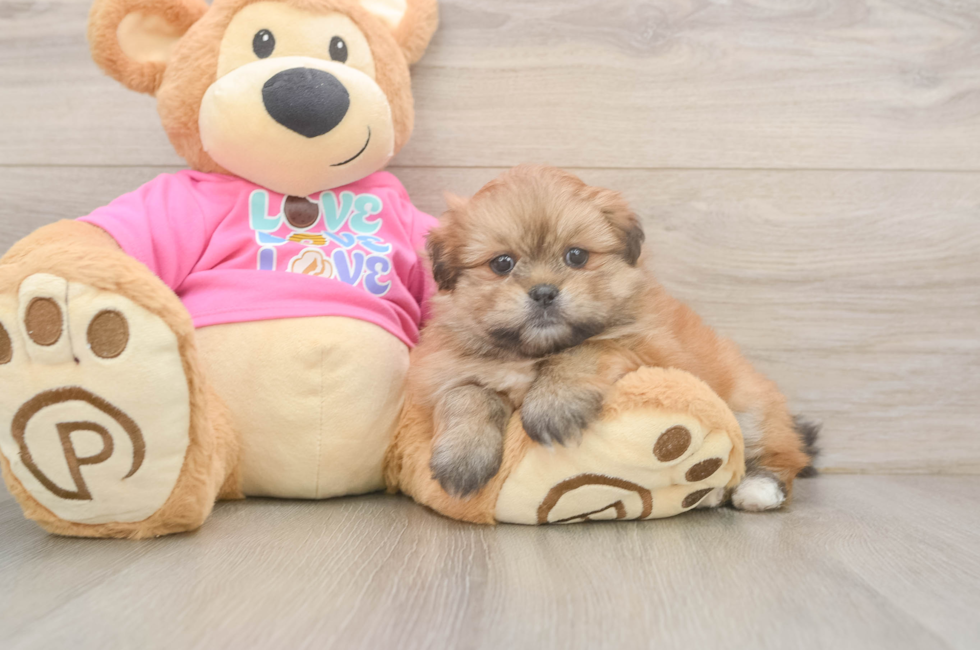 5 week old Shih Pom Puppy For Sale - Simply Southern Pups