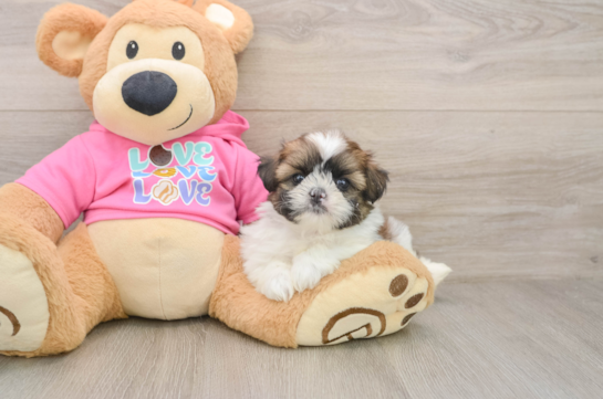 Adorable Pomtzu Designer Puppy