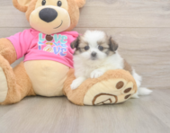 5 week old Shih Pom Puppy For Sale - Simply Southern Pups