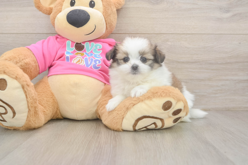 6 week old Shih Pom Puppy For Sale - Simply Southern Pups