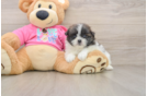 Shih Pom Pup Being Cute