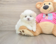 5 week old Shih Pom Puppy For Sale - Simply Southern Pups