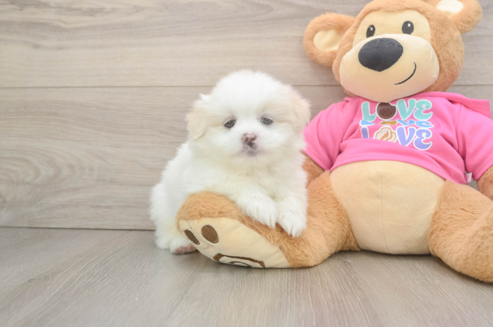 6 week old Shih Pom Puppy For Sale - Simply Southern Pups