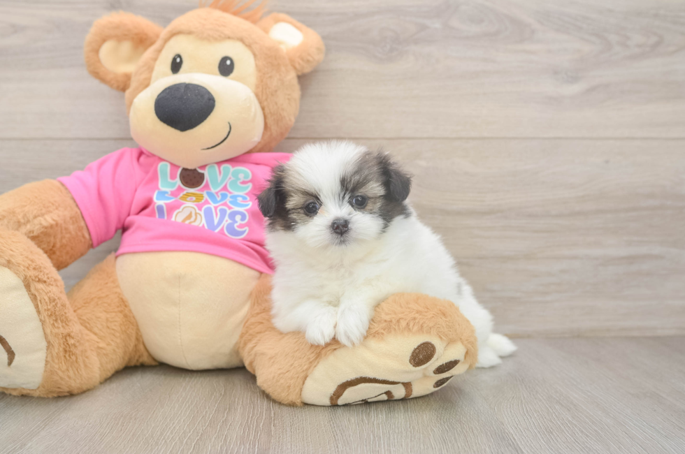 6 week old Shih Pom Puppy For Sale - Simply Southern Pups