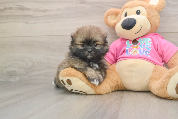 Friendly Shih Pom Baby