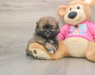 5 week old Shih Pom Puppy For Sale - Simply Southern Pups