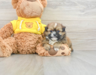 5 week old Shih Pom Puppy For Sale - Simply Southern Pups