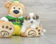 5 week old Shih Pom Puppy For Sale - Simply Southern Pups