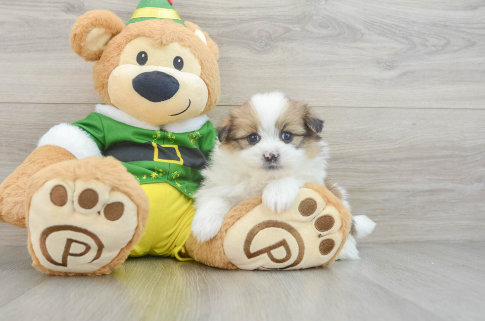 5 week old Shih Pom Puppy For Sale - Simply Southern Pups