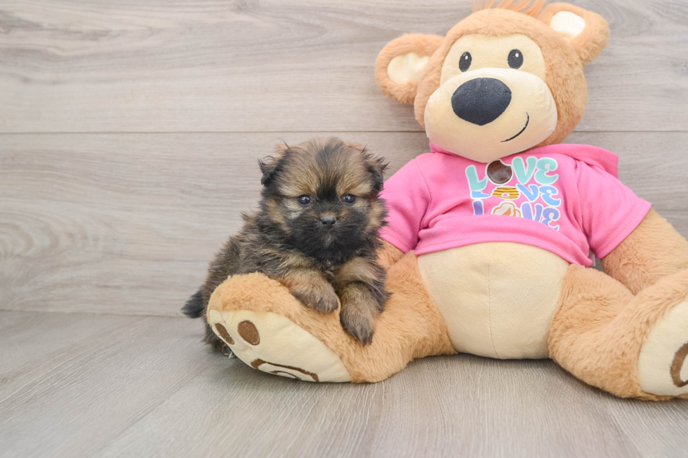 Funny Shih Pom Designer Pup