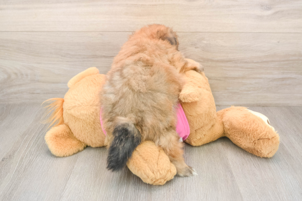 Shih Pom Puppy for Adoption