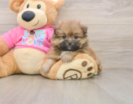 5 week old Shih Pom Puppy For Sale - Simply Southern Pups