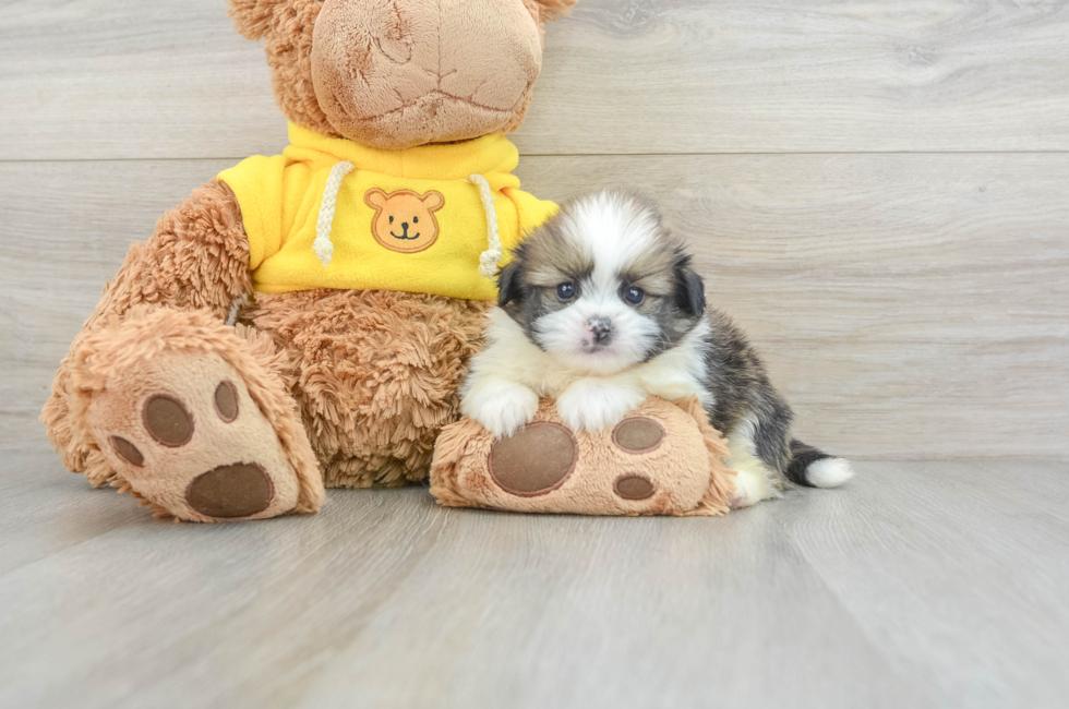 5 week old Shih Pom Puppy For Sale - Simply Southern Pups