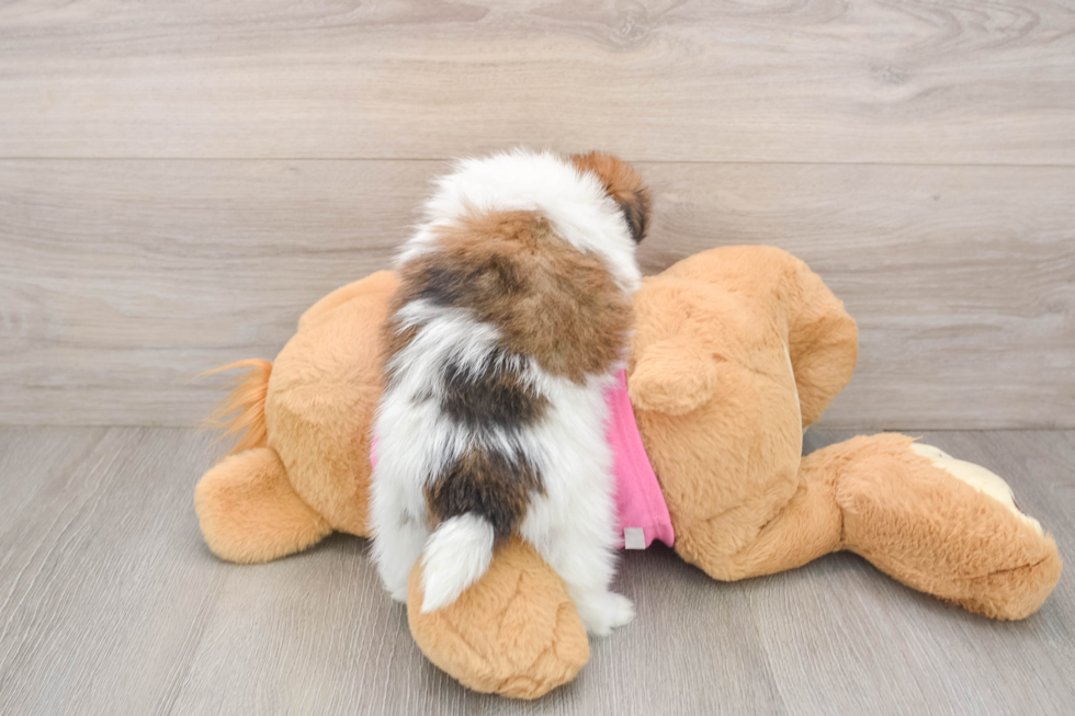 Funny Shih Pom Designer Pup