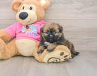 7 week old Shih Pom Puppy For Sale - Simply Southern Pups