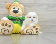 6 week old Shih Pom Puppy For Sale - Simply Southern Pups