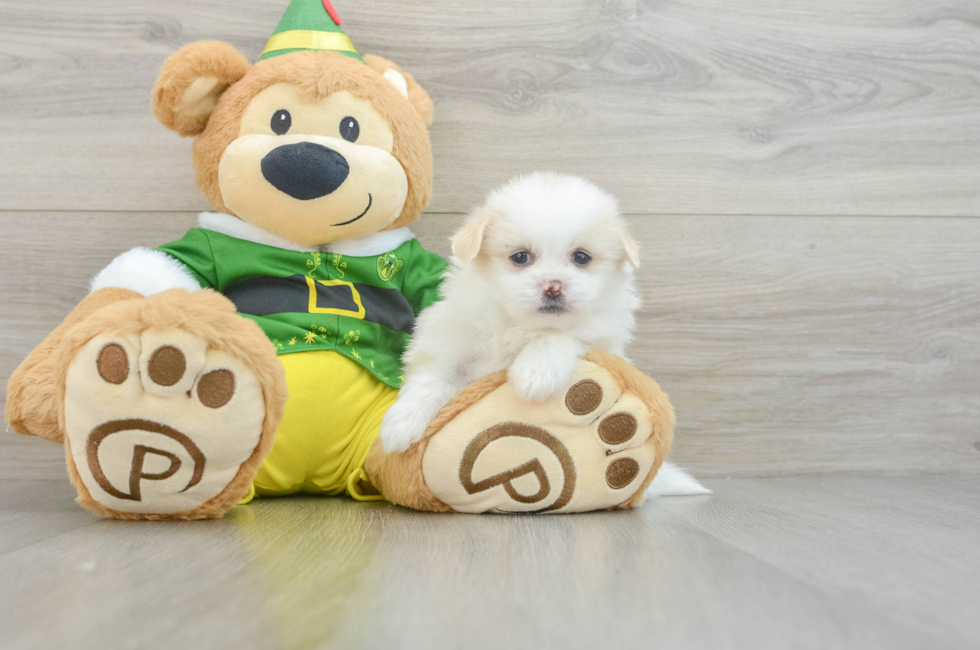 5 week old Shih Pom Puppy For Sale - Simply Southern Pups